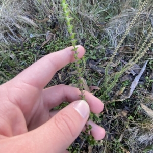 Epacris gunnii at Paddys River, ACT - suppressed