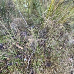 Epacris gunnii at Paddys River, ACT - suppressed