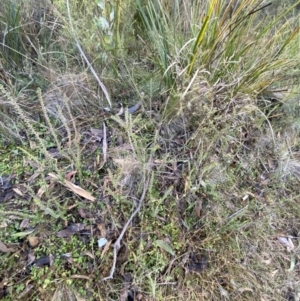 Epacris gunnii at Paddys River, ACT - suppressed