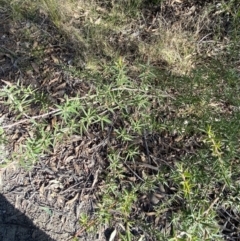 Leptospermum continentale (Prickly Teatree) at Paddys River, ACT - 17 Jun 2023 by Tapirlord