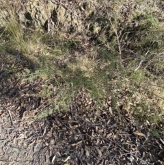 Leptospermum continentale at Paddys River, ACT - 17 Jun 2023