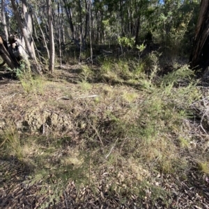 Leptospermum continentale at Paddys River, ACT - 17 Jun 2023