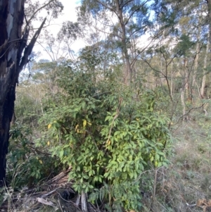 Olearia argophylla at Paddys River, ACT - 17 Jun 2023 02:26 PM