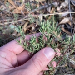 Gompholobium huegelii (Pale Wedge Pea) at Tidbinbilla Nature Reserve - 17 Jun 2023 by Tapirlord