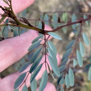 Indigofera australis subsp. australis at Paddys River, ACT - 17 Jun 2023