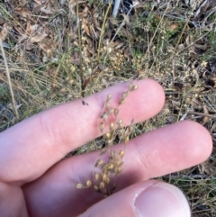 Juncus subsecundus (Finger Rush) at Paddys River, ACT - 17 Jun 2023 by Tapirlord