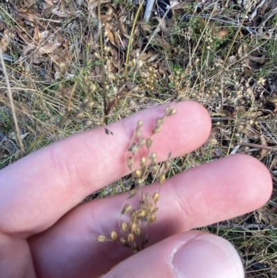 Juncus subsecundus (Finger Rush) at Paddys River, ACT - 17 Jun 2023 by Tapirlord