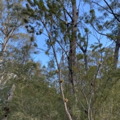 Banksia marginata (Silver Banksia) at Paddys River, ACT - 17 Jun 2023 by Tapirlord