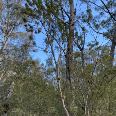 Banksia marginata (Silver Banksia) at Tidbinbilla Nature Reserve - 17 Jun 2023 by Tapirlord