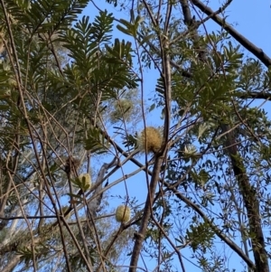 Banksia marginata at Paddys River, ACT - 17 Jun 2023