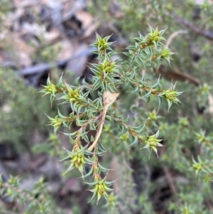 Pultenaea procumbens at Paddys River, ACT - 17 Jun 2023 02:21 PM