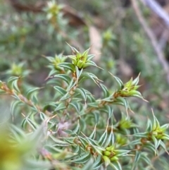Pultenaea procumbens at Paddys River, ACT - 17 Jun 2023 02:21 PM