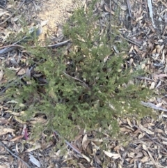 Pultenaea procumbens at Paddys River, ACT - 17 Jun 2023 02:21 PM