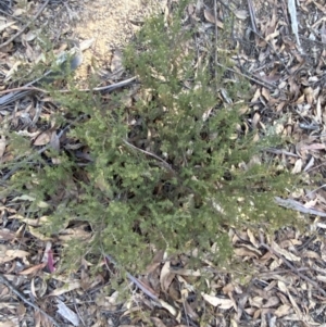 Pultenaea procumbens at Paddys River, ACT - 17 Jun 2023 02:21 PM