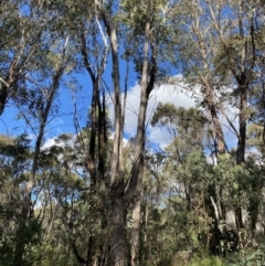 Eucalyptus dives (Broad-leaved Peppermint) at Paddys River, ACT - 17 Jun 2023 by Tapirlord