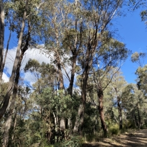 Eucalyptus dives at Paddys River, ACT - 17 Jun 2023