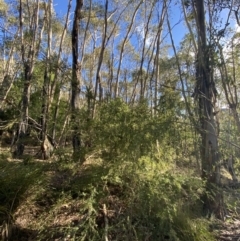 Gaudium brevipes (Grey Tea-tree) at Paddys River, ACT - 17 Jun 2023 by Tapirlord