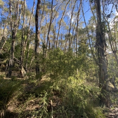 Gaudium brevipes (Grey Tea-tree) at Tidbinbilla Nature Reserve - 17 Jun 2023 by Tapirlord