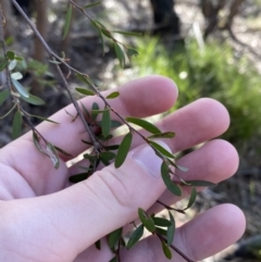 Gaudium brevipes at Paddys River, ACT - 17 Jun 2023