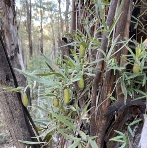 Billardiera mutabilis at Paddys River, ACT - 17 Jun 2023 02:15 PM