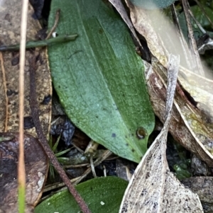 Chiloglottis reflexa at Paddys River, ACT - 17 Jun 2023