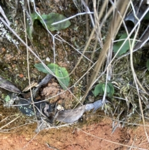 Chiloglottis reflexa at Paddys River, ACT - 17 Jun 2023