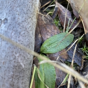 Chiloglottis reflexa at Paddys River, ACT - 17 Jun 2023