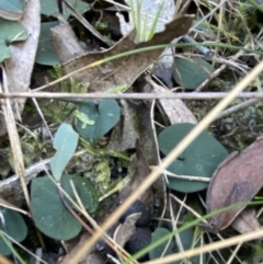 Acianthus exsertus at Paddys River, ACT - 17 Jun 2023