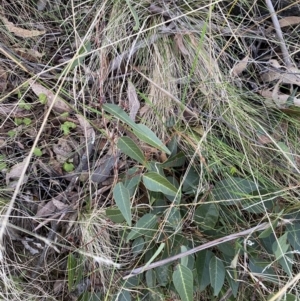 Hardenbergia violacea at Paddys River, ACT - 17 Jun 2023 02:11 PM