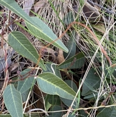 Hardenbergia violacea at Paddys River, ACT - 17 Jun 2023 02:11 PM