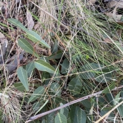 Hardenbergia violacea at Paddys River, ACT - 17 Jun 2023 02:11 PM