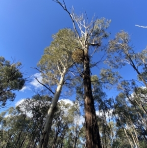 Eucalyptus viminalis at Tidbinbilla Nature Reserve - 17 Jun 2023 02:10 PM