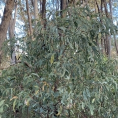 Acacia obliquinervia at Paddys River, ACT - 17 Jun 2023