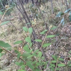 Pomaderris andromedifolia subsp. andromedifolia (Andromeda Pomaderris) at Tidbinbilla Nature Reserve - 17 Jun 2023 by Tapirlord