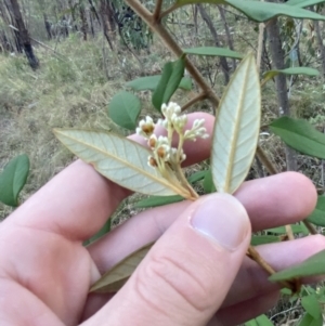 Pomaderris andromedifolia subsp. andromedifolia at Paddys River, ACT - 17 Jun 2023