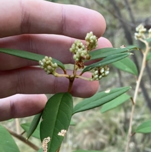 Pomaderris andromedifolia subsp. andromedifolia at Paddys River, ACT - 17 Jun 2023 02:08 PM