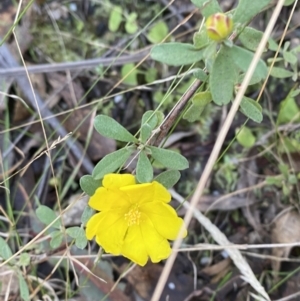 Hibbertia obtusifolia at Paddys River, ACT - 17 Jun 2023 02:07 PM