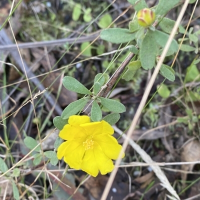 Hibbertia obtusifolia (Grey Guinea-flower) at Paddys River, ACT - 17 Jun 2023 by Tapirlord