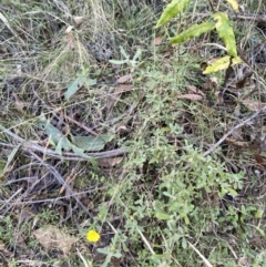 Hibbertia obtusifolia at Paddys River, ACT - 17 Jun 2023