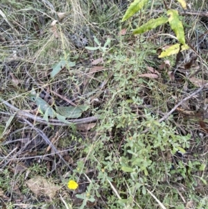 Hibbertia obtusifolia at Paddys River, ACT - 17 Jun 2023 02:07 PM