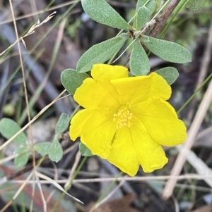 Hibbertia obtusifolia at Paddys River, ACT - 17 Jun 2023 02:07 PM