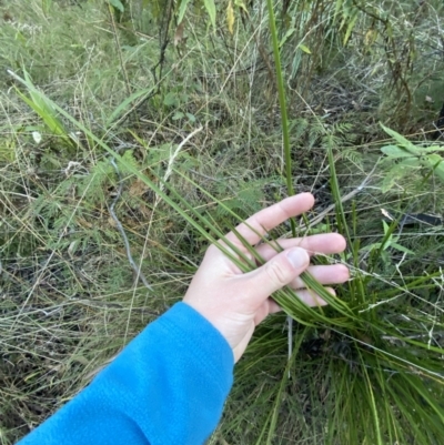 Lomandra filiformis subsp. filiformis (Wattle Matrush) at Tidbinbilla Nature Reserve - 17 Jun 2023 by Tapirlord