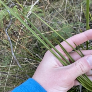 Lomandra filiformis subsp. filiformis at Paddys River, ACT - 17 Jun 2023