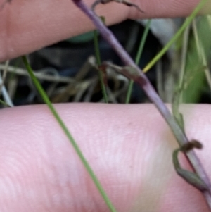 Acianthus exsertus at Paddys River, ACT - 17 Jun 2023