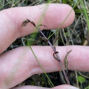 Acianthus exsertus at Paddys River, ACT - 17 Jun 2023