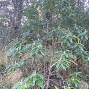 Bedfordia arborescens at Paddys River, ACT - 17 Jun 2023 02:00 PM