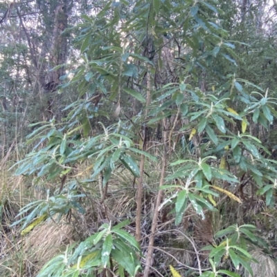 Bedfordia arborescens (Blanket Bush) at Paddys River, ACT - 17 Jun 2023 by Tapirlord