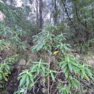 Bedfordia arborescens at Paddys River, ACT - 17 Jun 2023