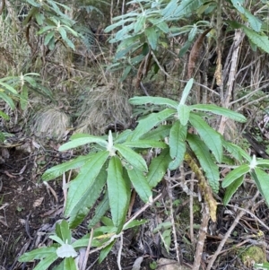 Bedfordia arborescens at Paddys River, ACT - 17 Jun 2023