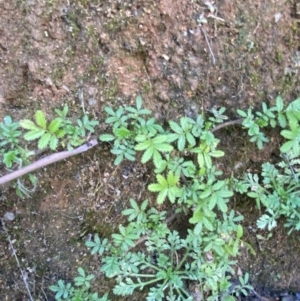 Acaena novae-zelandiae at Paddys River, ACT - 17 Jun 2023